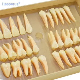32pcs/set Dental Resin Teeth Model 2.5 Times Permanent Tooth Model Simulation Isolated Dental Teaching Odontologia Models Tools