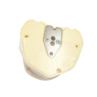 Dental Teaching Tooth Model Removable Dental Implants Practice 28 Teeth With Resin Soft Gums