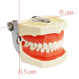 Dental Supply Transparent Standard Removable Teaching Teeth Model