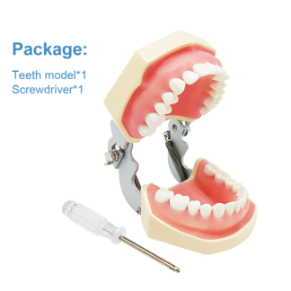 Dental Teeth Model 28/32 Tooth Preparation Exercise Soft Gum Removable Replacement Model For Dental Technician Practice