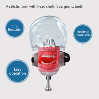 Economic Cheap Dentist Training Teaching With Jaw Head Model Dental Phantom Manikin Simulator Typodont